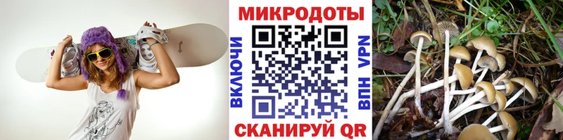 KRAKEN как войти  Ефремов  Галлюциногенные грибы мухоморы 